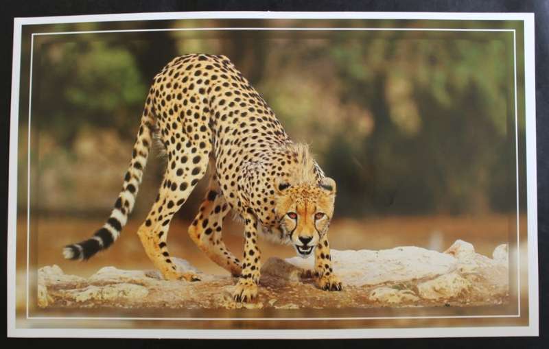 Set of 6 Big Cat Colour Photographic Prints for Framing