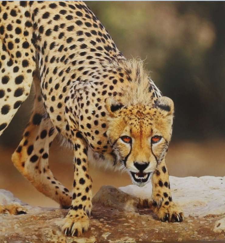 Set of 6 Big Cat Colour Photographic Prints for Framing