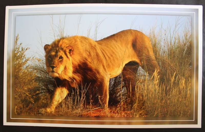 Set of 6 Big Cat Colour Photographic Prints for Framing