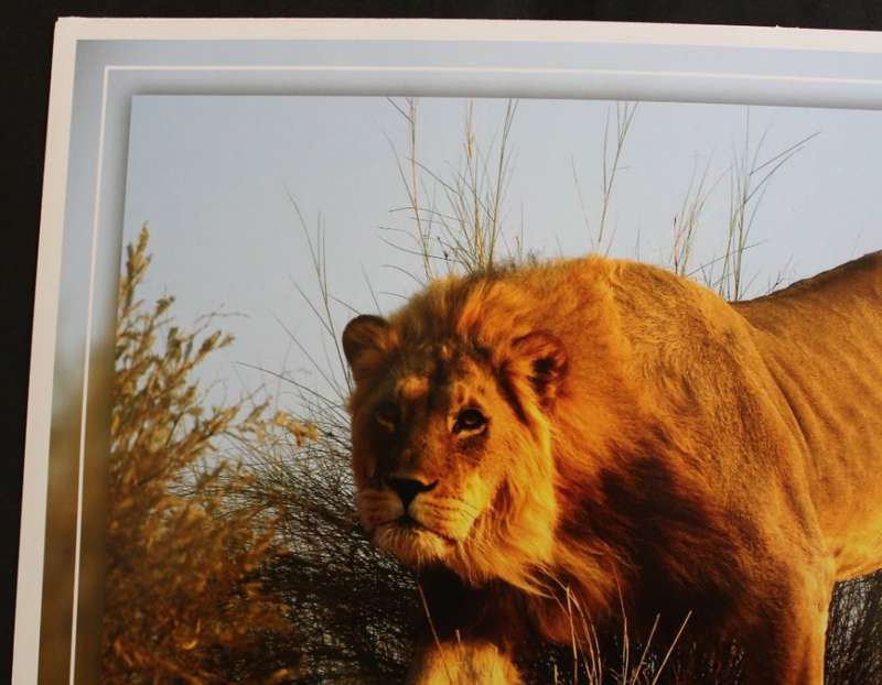Set of 6 Big Cat Colour Photographic Prints for Framing