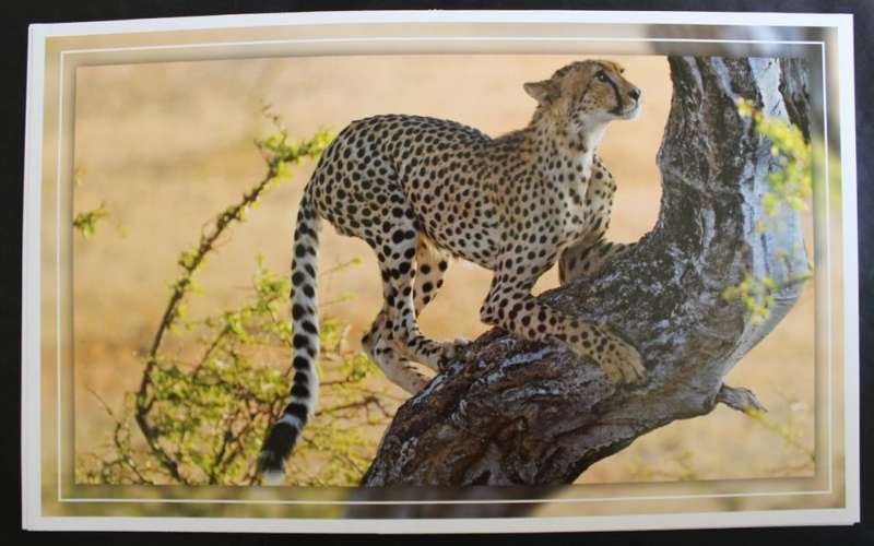 Set of 6 Big Cat Colour Photographic Prints for Framing