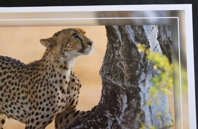Set of 6 Big Cat Colour Photographic Prints for Framing
