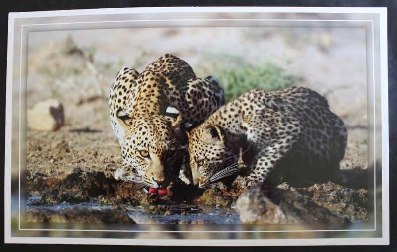 Set of 6 Big Cat Colour Photographic Prints for Framing