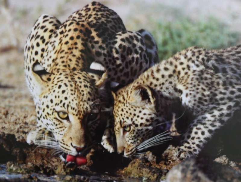 Set of 6 Big Cat Colour Photographic Prints for Framing
