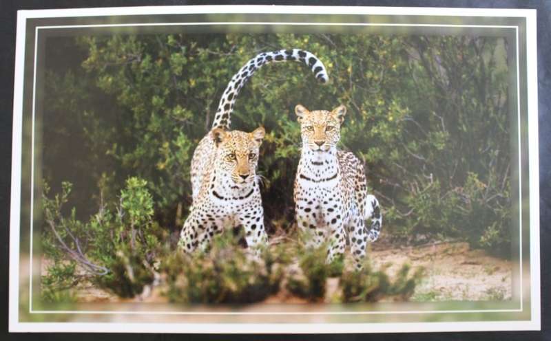 Set of 6 Big Cat Colour Photographic Prints for Framing