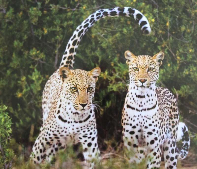 Set of 6 Big Cat Colour Photographic Prints for Framing