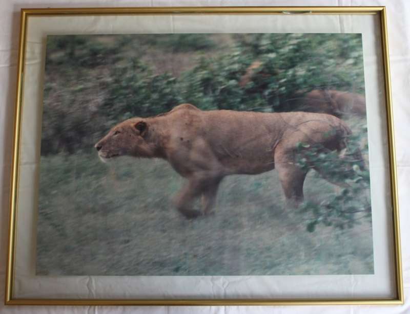 Lioness Hunting Large Framed Colour Photograph