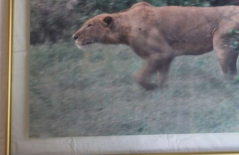 Lioness Hunting Large Framed Colour Photograph