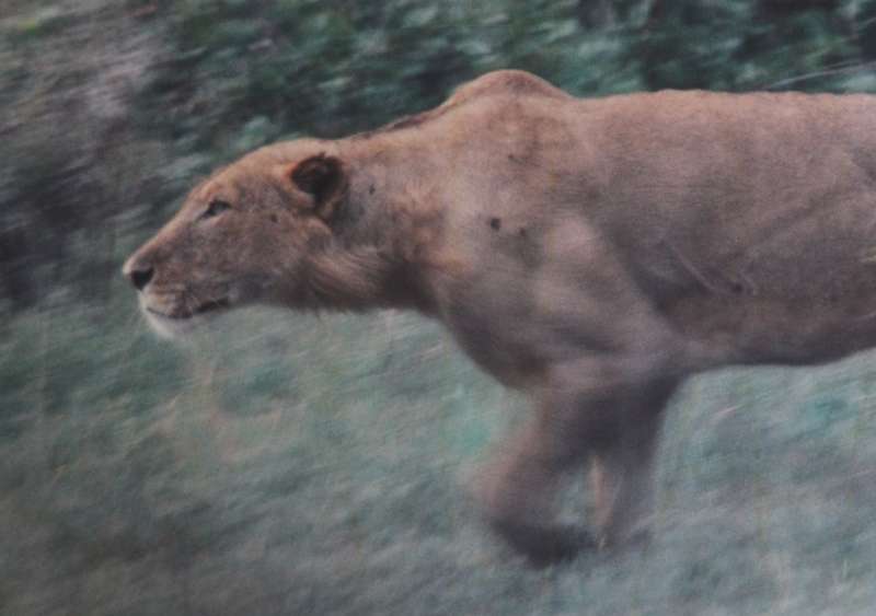 Lioness Hunting Large Framed Colour Photograph