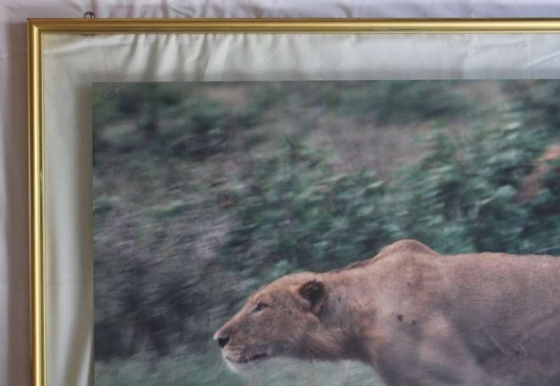 Lioness Hunting Large Framed Colour Photograph