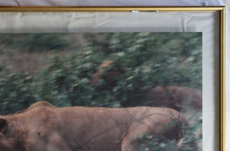 Lioness Hunting Large Framed Colour Photograph