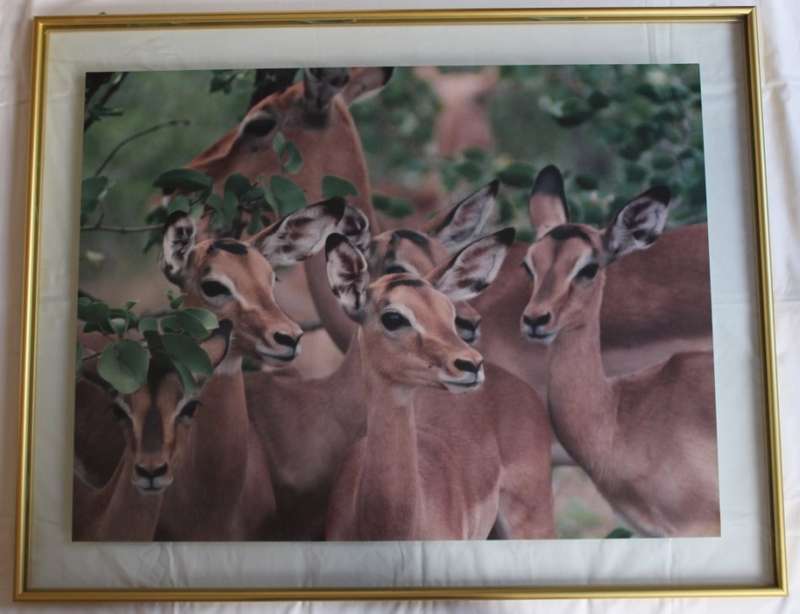 Impala Herd in the Kruger National Park, Large Framed Colour Photograph