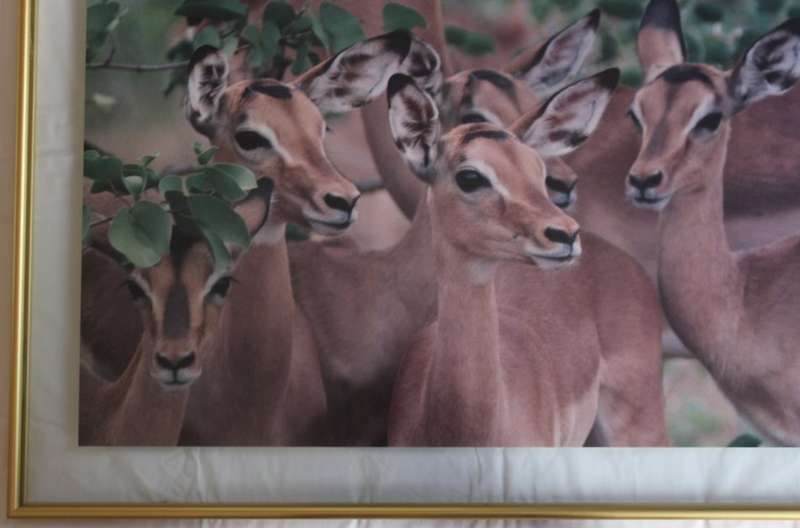 Impala Herd in the Kruger National Park, Large Framed Colour Photograph