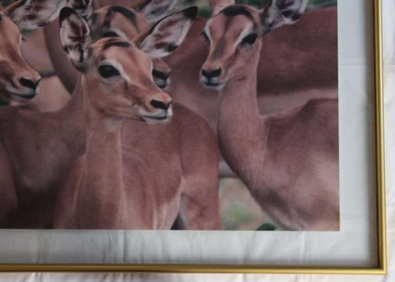 Impala Herd in the Kruger National Park, Large Framed Colour Photograph