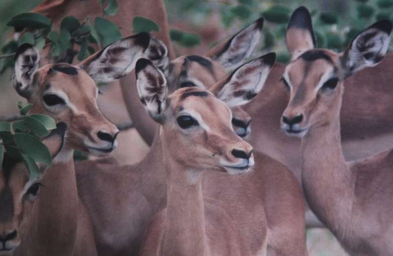 Impala Herd in the Kruger National Park, Large Framed Colour Photograph