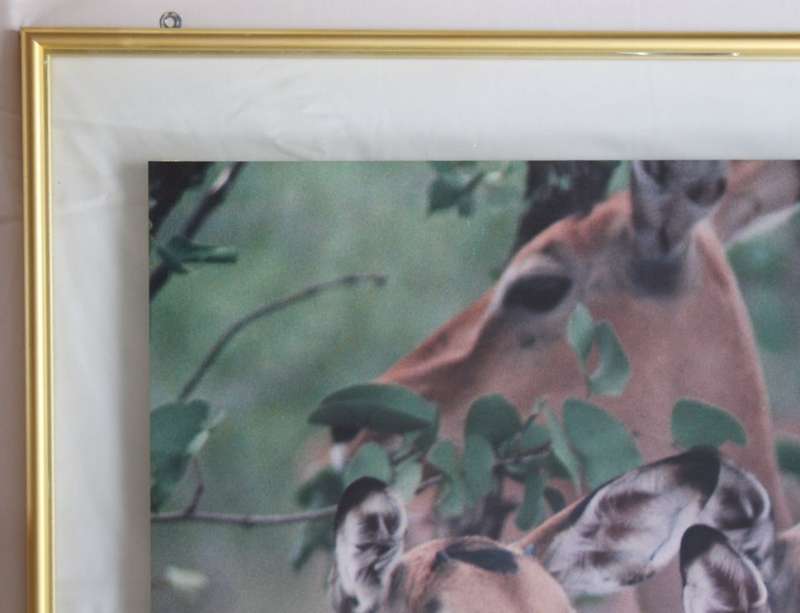 Impala Herd in the Kruger National Park, Large Framed Colour Photograph
