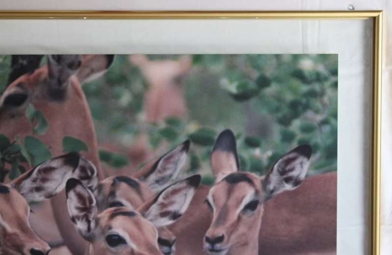 Impala Herd in the Kruger National Park, Large Framed Colour Photograph