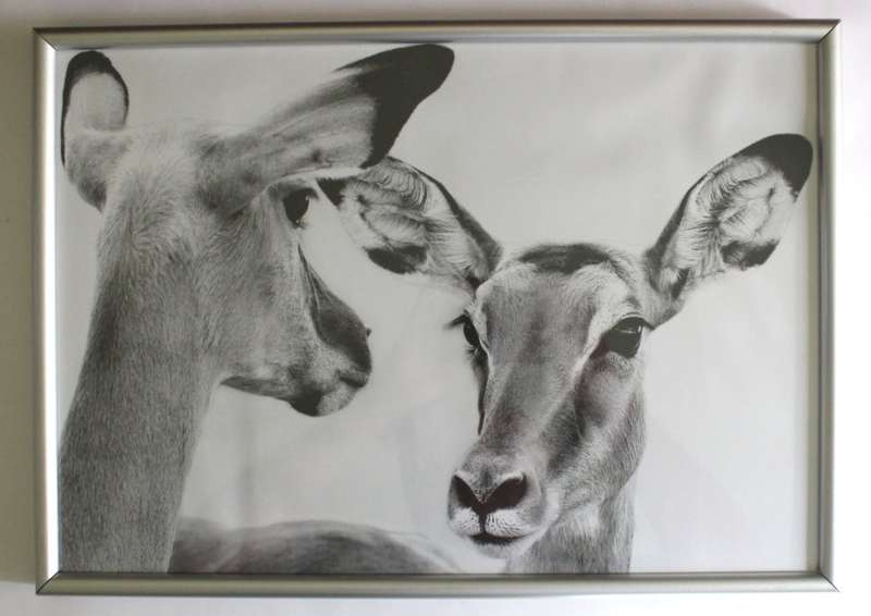 Aluminium Framed Reproduction B&W Photographs # 1-Male Lion and #2-Impala, Set of 2