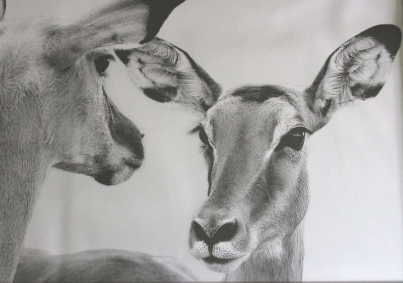 Aluminium Framed Reproduction B&W Photographs # 1-Male Lion and #2-Impala, Set of 2