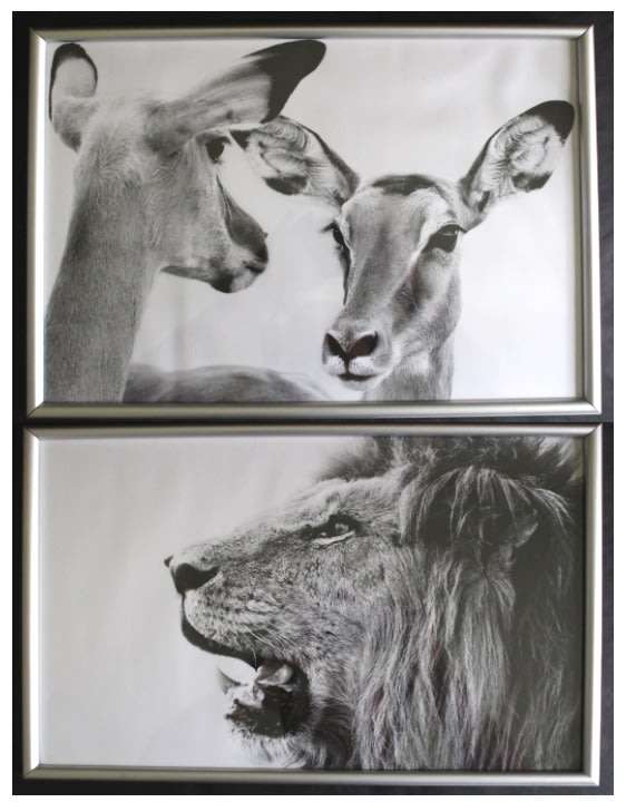 Aluminium Framed Reproduction B&W Photographs # 1-Male Lion and #2-Impala, Set of 2