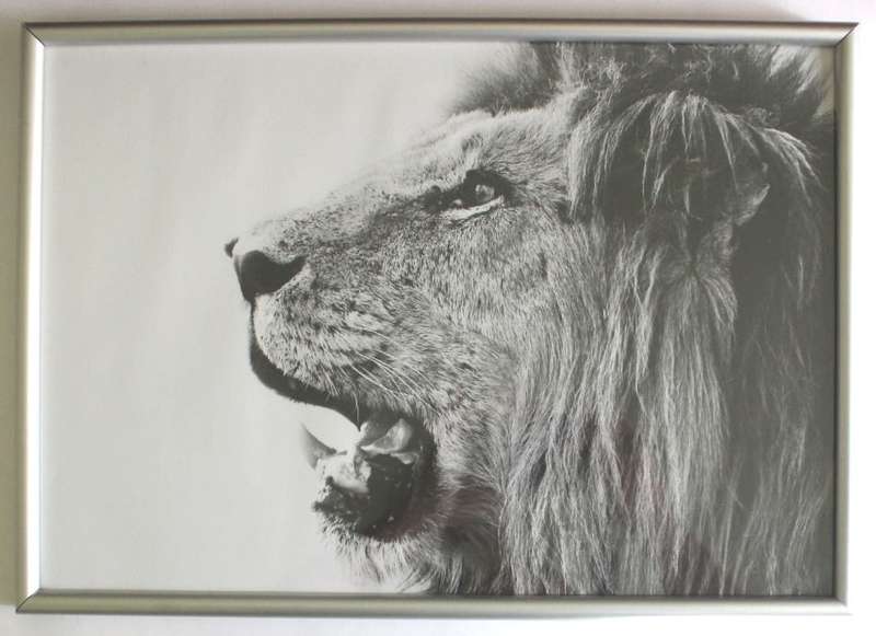 Aluminium Framed Reproduction B&W Photographs # 1-Male Lion and #2-Impala, Set of 2