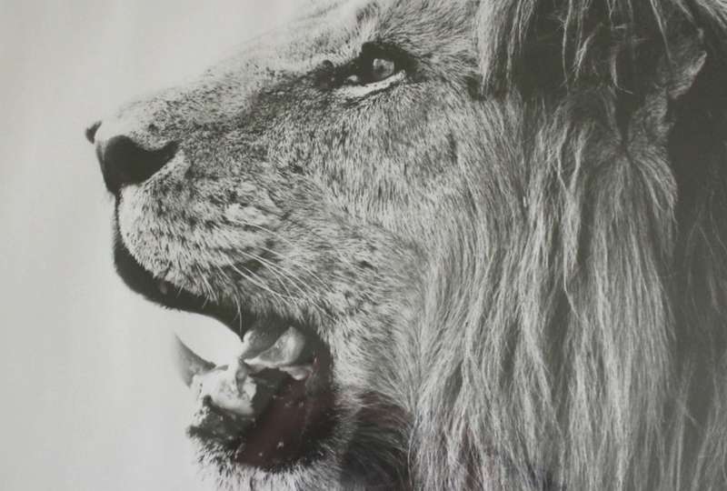 Aluminium Framed Reproduction B&W Photographs # 1-Male Lion and #2-Impala, Set of 2