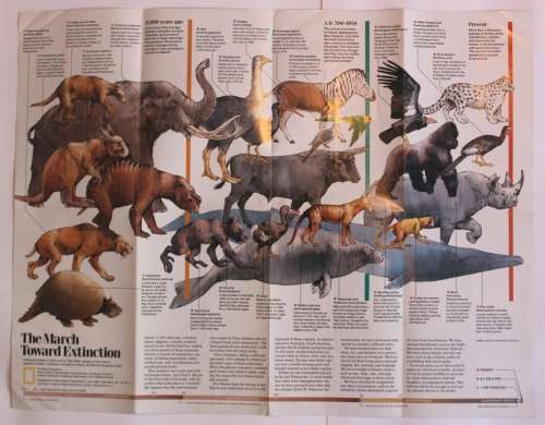 National Geographic Folded Map of The March Toward Extinction June 1989