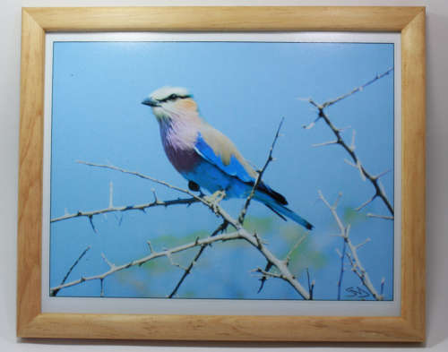 Framed Original Colour Photo Lilac Breasted Roller