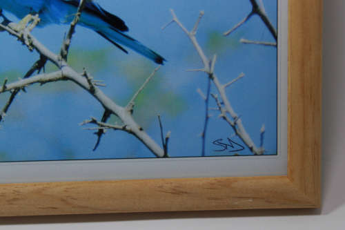 Framed Original Colour Photo Lilac Breasted Roller