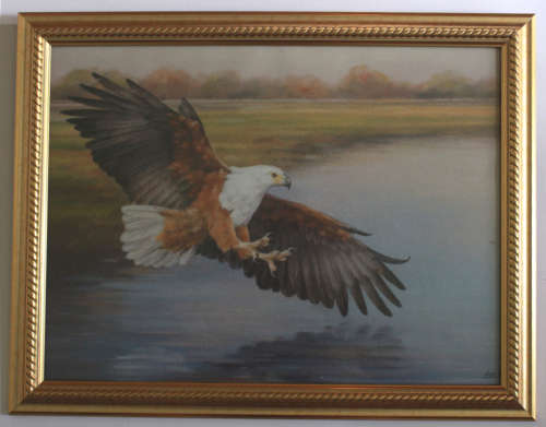 Fish Eagle in Full Flight by Linda Hall Framed Reproduction Print