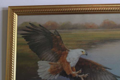 Fish Eagle in Full Flight by Linda Hall Framed Reproduction Print