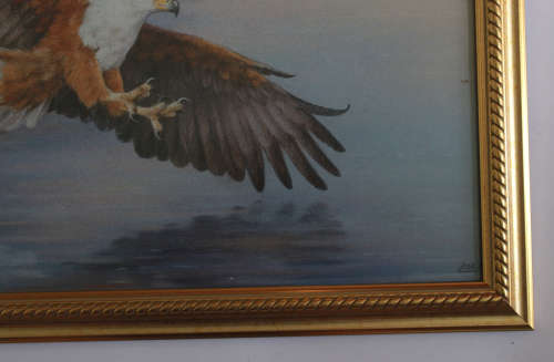 Fish Eagle in Full Flight by Linda Hall Framed Reproduction Print