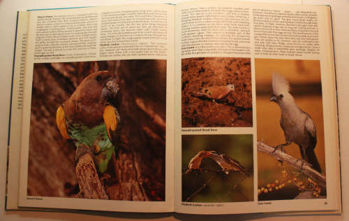 Everyone`s Guide To South African Birds Photographs by Peter Johnson Hardcover Book