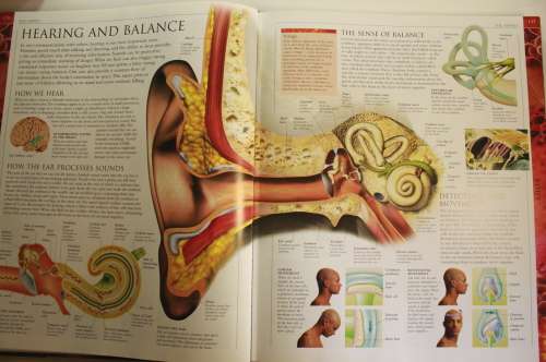 Human: The Definitive Visual Guide, Editorial Consultant: Robert Winston Hardcover Book