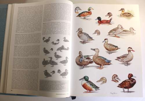 Roberts Birds of Southern Africa VIIth Edition (Editors- Hockey, Dean & Ryan) Hardcover Book