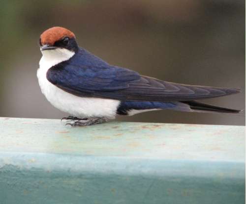 `European Swallow` Original Digital Download Stock Photo