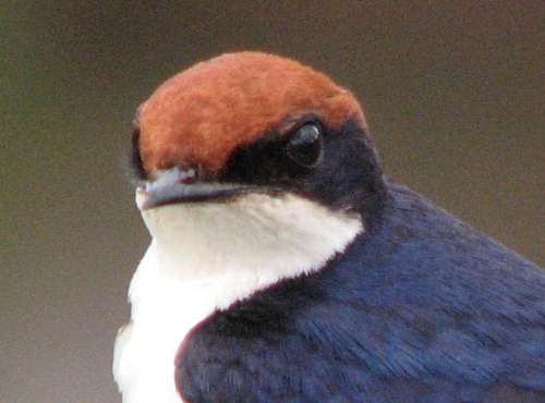 `European Swallow` Original Digital Download Stock Photo