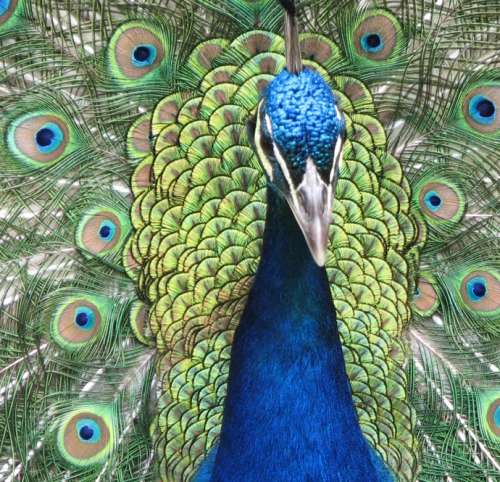 `Birds: Peacock Train`  Original Digital Download Stock Photo