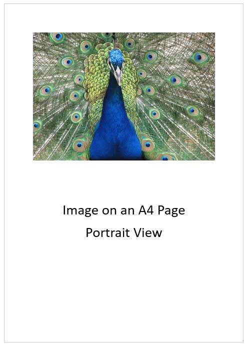 `Birds: Peacock Train`  Original Digital Download Stock Photo
