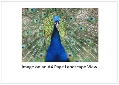 `Birds: Peacock Train`  Original Digital Download Stock Photo