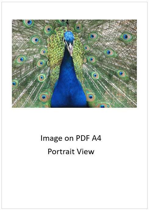 `Birds: Peacock Train`  Original Digital Download Stock Photo