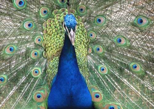 `Birds: Peacock Train`  Original Digital Download Stock Photo