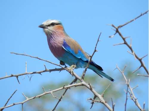 `Birds: Lilac Breasted Roller` KNP Original Digital download Stock Photo