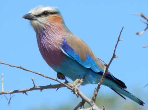 `Birds: Lilac Breasted Roller` KNP Original Digital download Stock Photo