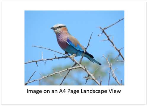 `Birds: Lilac Breasted Roller` KNP Original Digital download Stock Photo