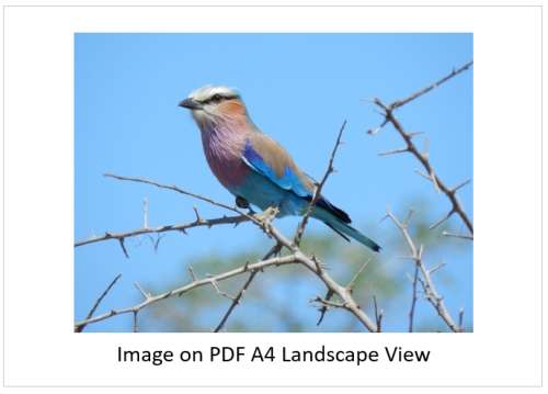 `Birds: Lilac Breasted Roller` KNP Original Digital download Stock Photo