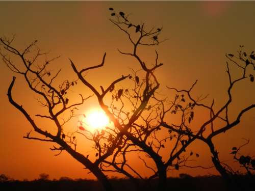 `Bushveld Sunset KNP` Original Digital Download Stock Photo