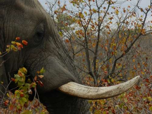 `Elephant Tusk` Original Digital Download Stock Photo