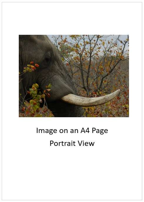`Elephant Tusk` Original Digital Download Stock Photo