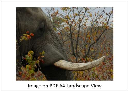 `Elephant Tusk` Original Digital Download Stock Photo